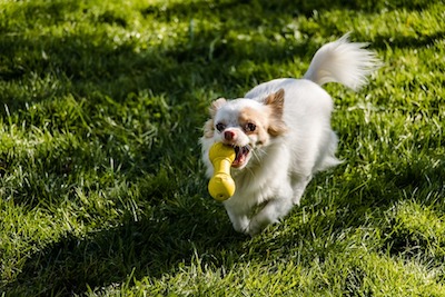 Dog with Toy, Preventive Services