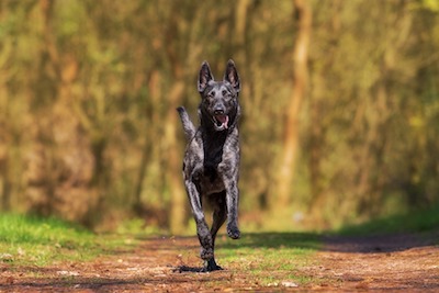 Dog Running, Health Screening Tests