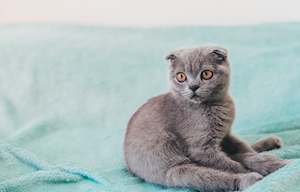 Cute Scottish fold kitten