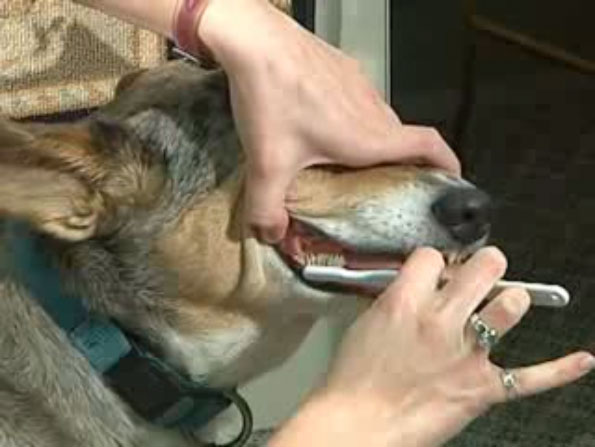 Brushing Your Dog's Teeth