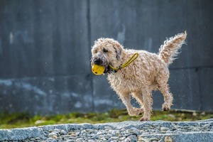 Dog Running With Ball